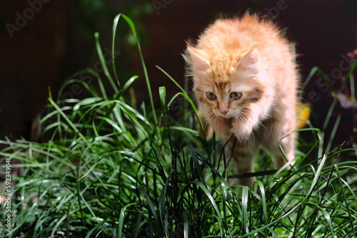 Ginger striped kitten jumping into the tall grass