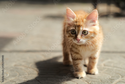 Red striped kitten is walking along the road