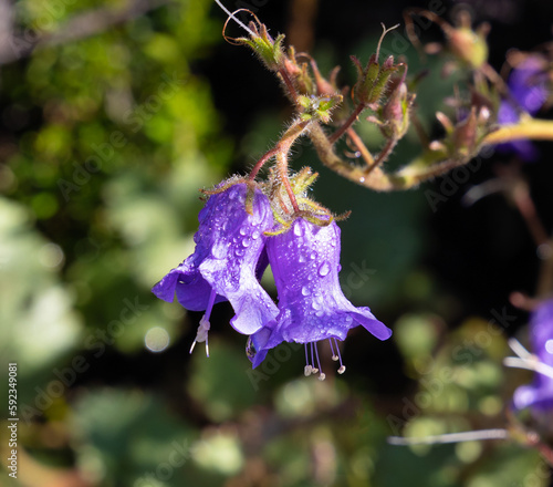 Morning dew on California blue bell flowers