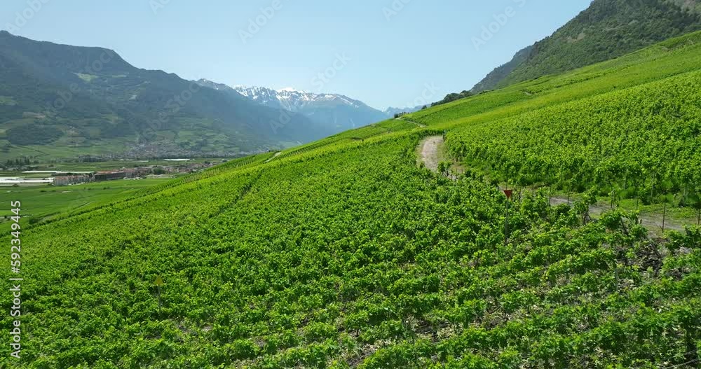 Aerial view of Swiss terraced vineyards Aerial view of Swiss terraced vineyards