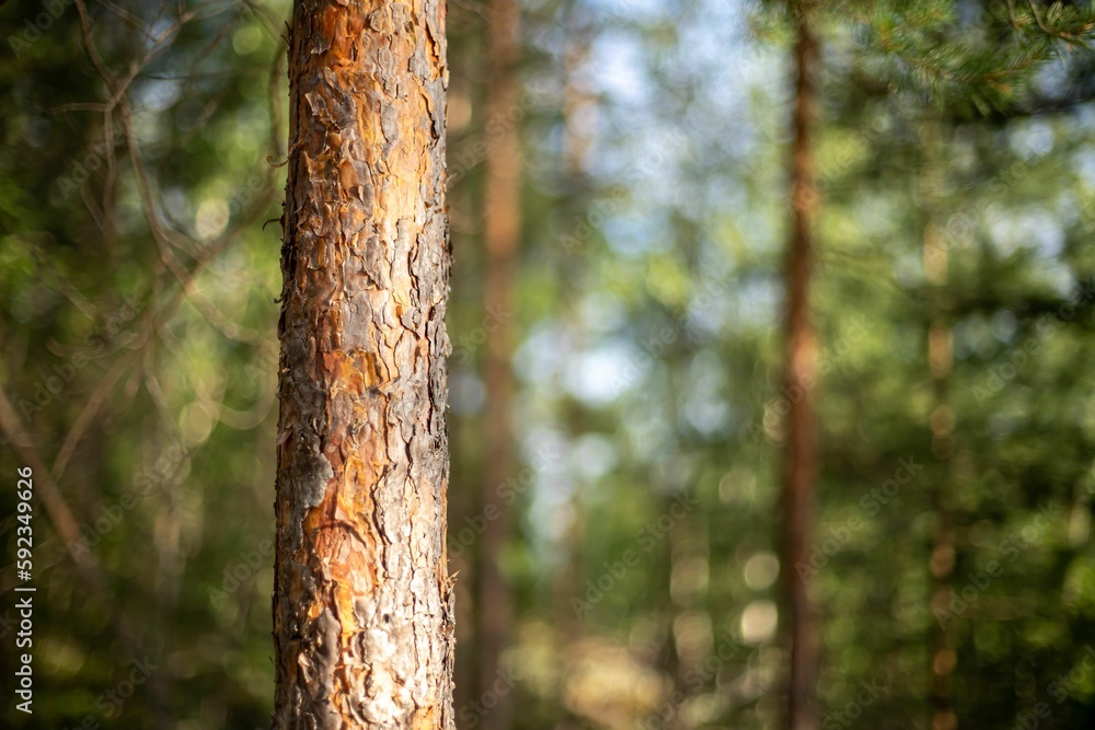 Closeup of tree bark with blurred background in a forest Closeup of tree bark with blurred background in a forest