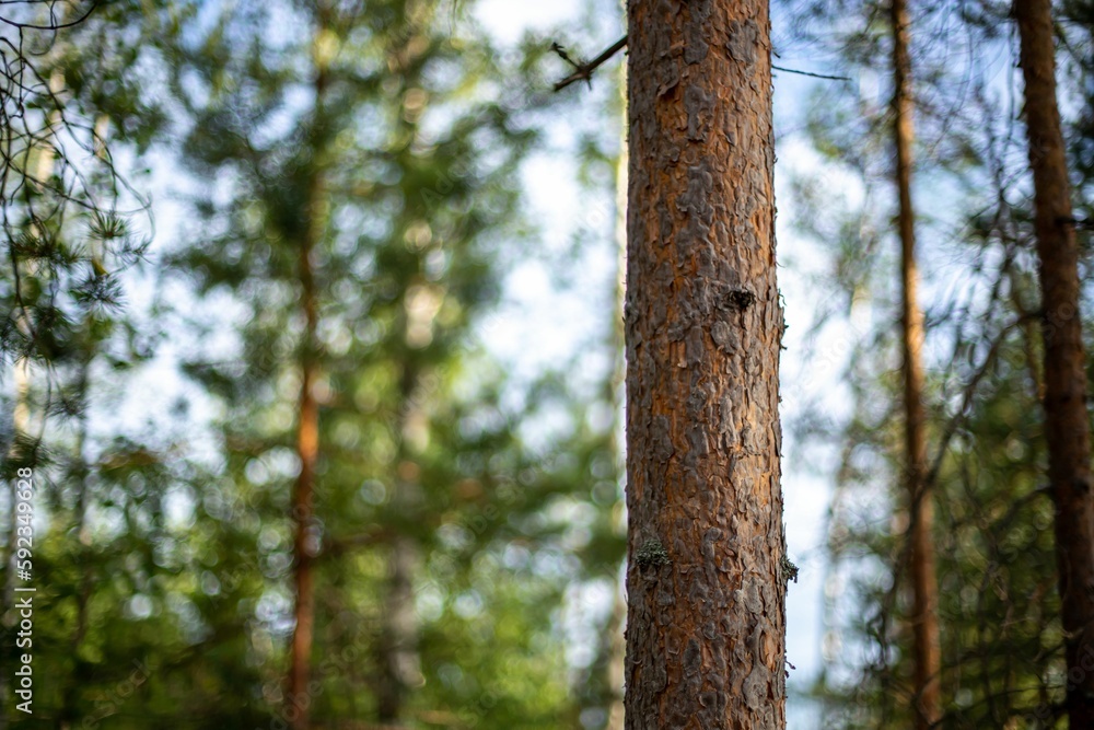 Closeup of tree bark with blurred background in a forest Closeup of tree bark with blurred background in a forest