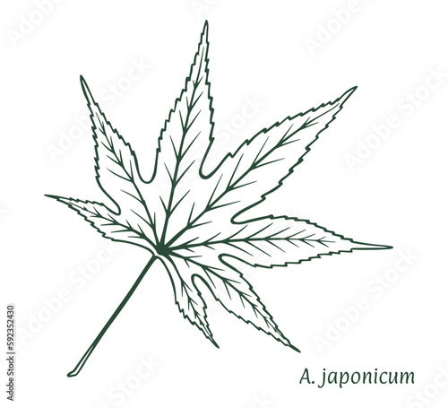 Japanese maple leaf. The sketch is drawn by hand, in ink with a pencil. Names in Latin. Acer japonicum. Isolated on white background. Vector.
