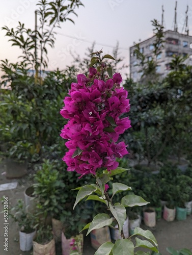 Wallpaper Mural A beautiful Bougainvillea spectabilis tree filled with pink-colored flowers on top and green-colored leaves on the bottom, inside of a nursery with other trees on the surroundings.  Torontodigital.ca