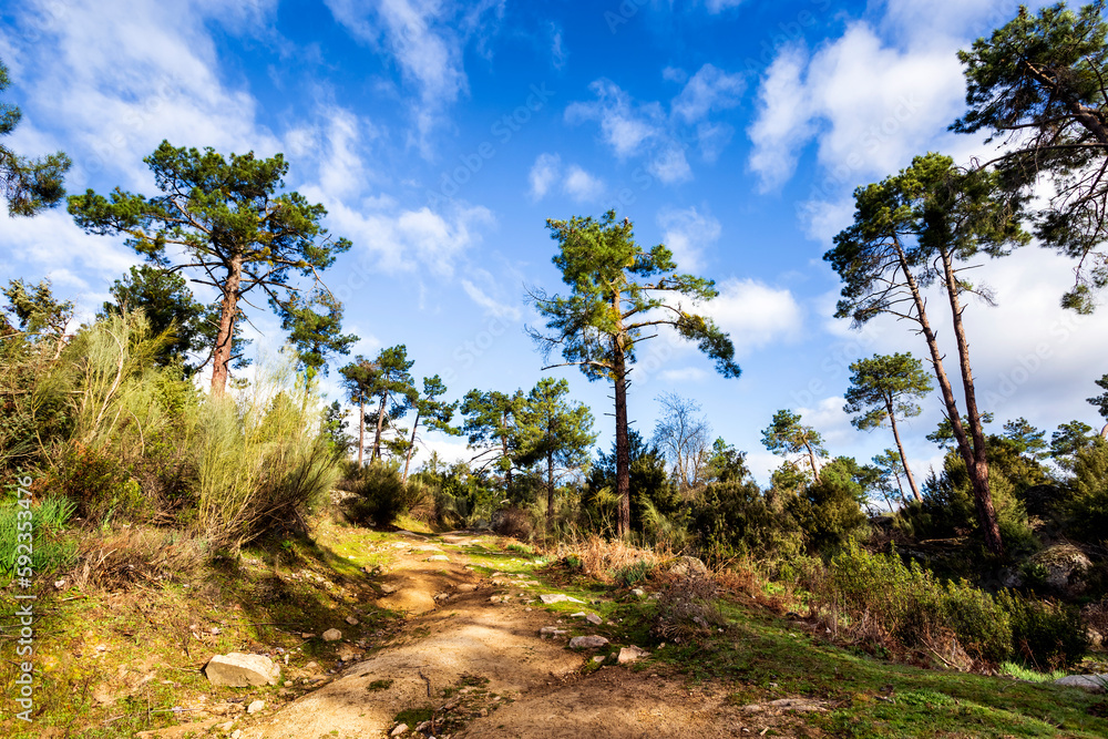 Sendero entre pinos