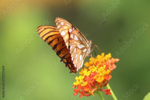 Papillon, insecte polinisateur © Marie