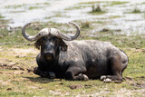 Wildebeest lays in the grass in Amboseli National Park, looking at camera. Kenya, Africa