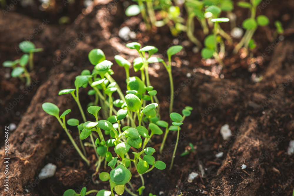 A small green sprouts in a peat pot against the background of the earth, planting plants in the spring in open ground. Eco care concept, germinating seeds in peat pots. A small green sprouts in a peat pot against the background of the earth, planting plants in the spring in open ground. Eco care concept, germinating seeds in peat pots.