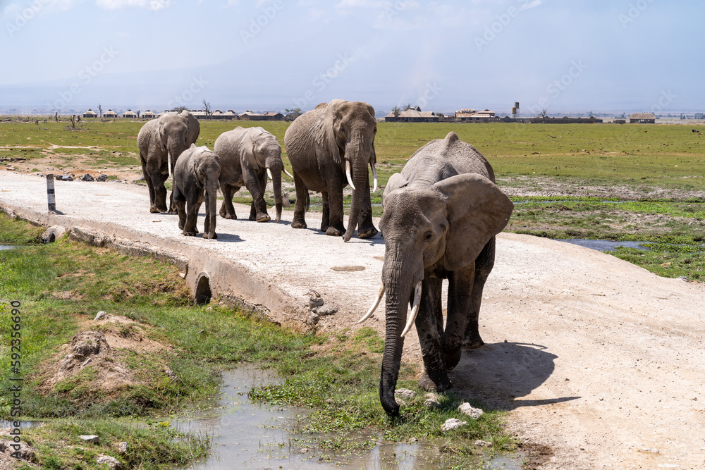 Fototapeta premium Herd of elephants walks down a road in Amboseli National Park Kenya