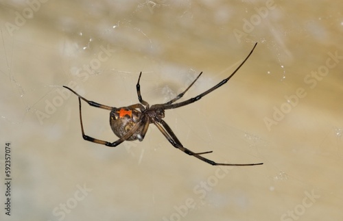 Brown Widow Spider (Latrodectus geometricus) arachnid insect web nature ventral view pest control copy space.	