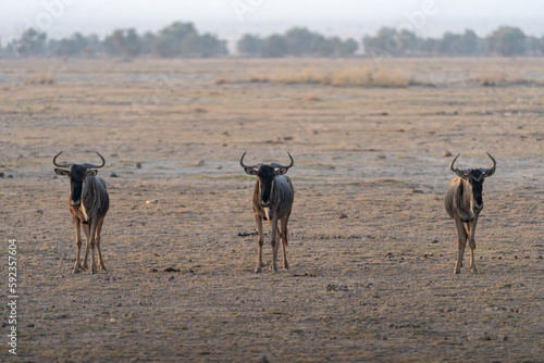 Three wildebeests stand perfectly in unison, looking at camera. Amboseli National Park Kenya
