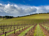 A vineyard on a hill on a clear winter day near Salem Oregon