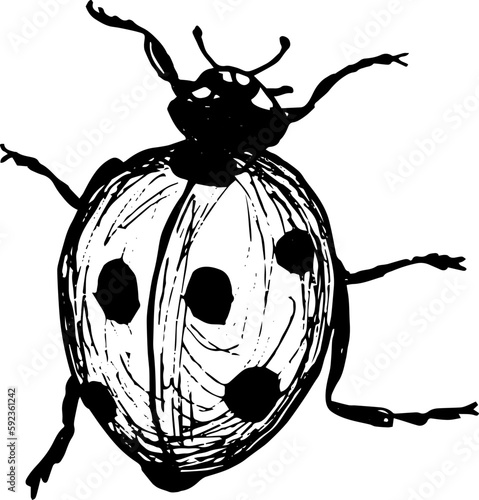 Ilustration of ladybug or ladybird 