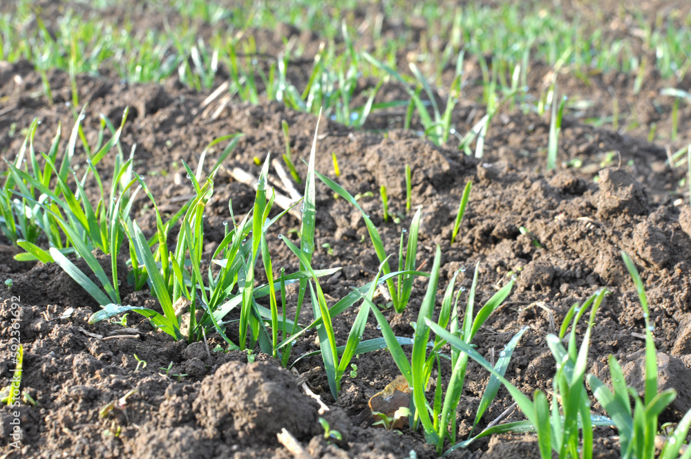 Autumn shoots of winter wheat Autumn shoots of winter wheat