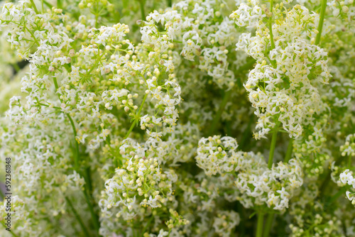 Tiny small white hedge bedstraw flowers also called galium album. Botanical floral backdrop with copy space, macro