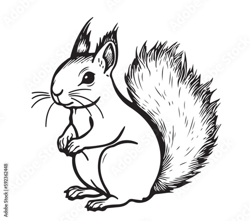 Squirrel cartoon sketch hand drawn illustration Wild animals