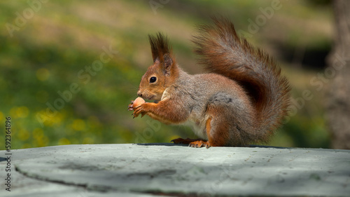 squirrel sits on the ground and eats nuts