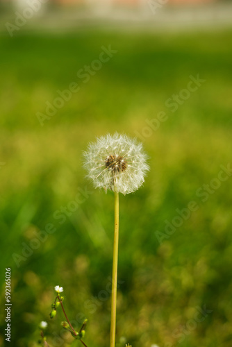 Whole dandelion against grass