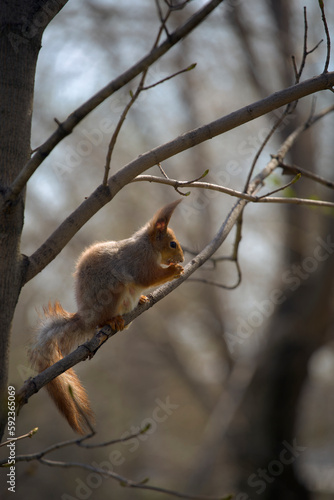 Squirrel sitting in tree eating nuts. © jahorimine