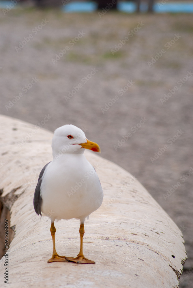 Obraz premium seagull on a rock