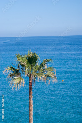 palm tree on the beach