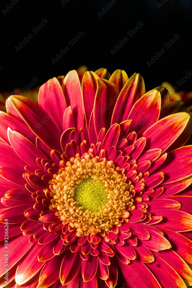 Vertical shot of details on a blooming bright pink gerbera flower Vertical shot of details on a blooming bright pink gerbera flower