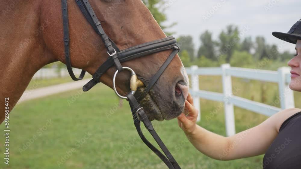 Woman with a black helmet stroking a beautiful chestnut horse head, close up shot. Human and animal relation concept. Woman with a black helmet stroking a beautiful chestnut horse head, close up shot. Human and animal relation concept.