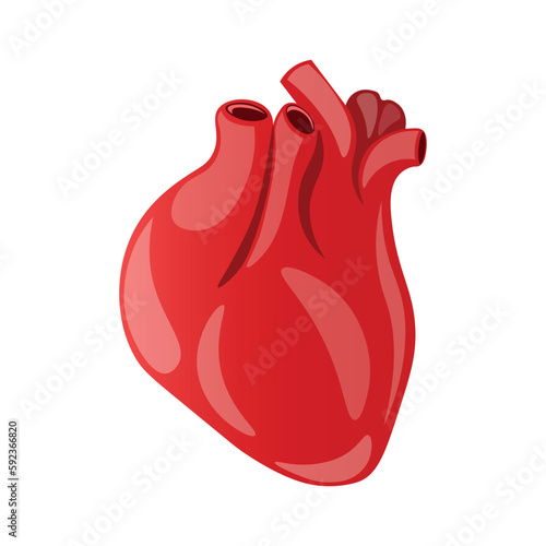 The human heart that pumps blood through the body, health, muscle, red, heart valves, vector illustration, isolated background