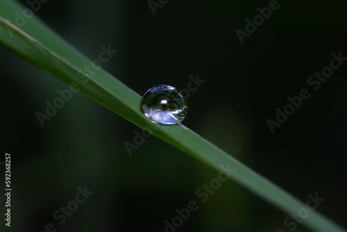  A shining macro water droplet on a leaf with a magnifying effect. nature's fingerprint. 