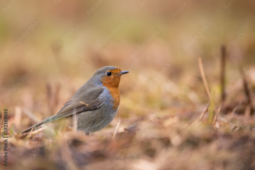 Bird Robin Erithacus rubecula, small bird, spring time in Poland Europe Bird Robin Erithacus rubecula, small bird, spring time in Poland Europe