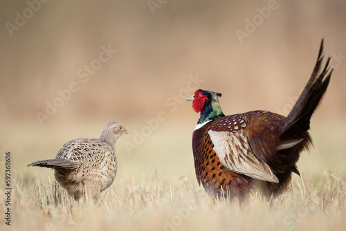 Common pheasant Phasianus colchius Ring-necked pheasant in natural habitat, grassland in early spring