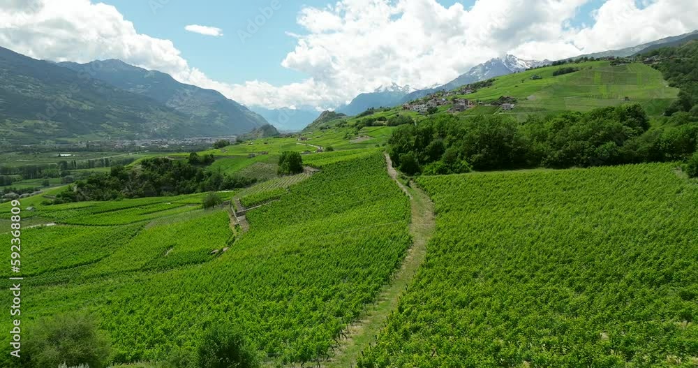Aerial view of Swiss terraced vineyards Aerial view of Swiss terraced vineyards