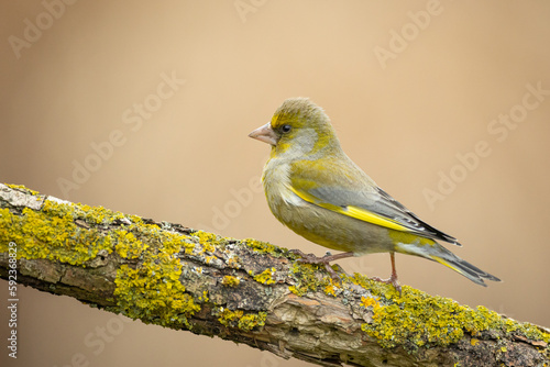 European greenfinch Chloris chloris or common greenfinch songbird small yellow bird on blurry background