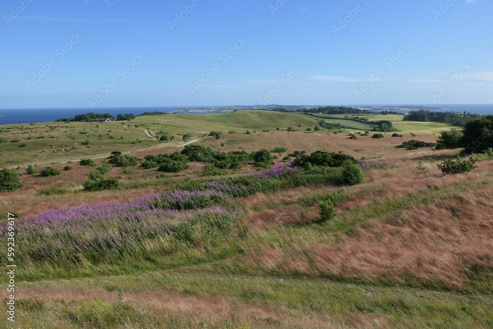Obraz premium Beautiful view of green landscape with bushes and flowers under the clear sky
