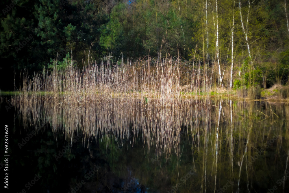 Reed field with reflection in a pond in a forest.