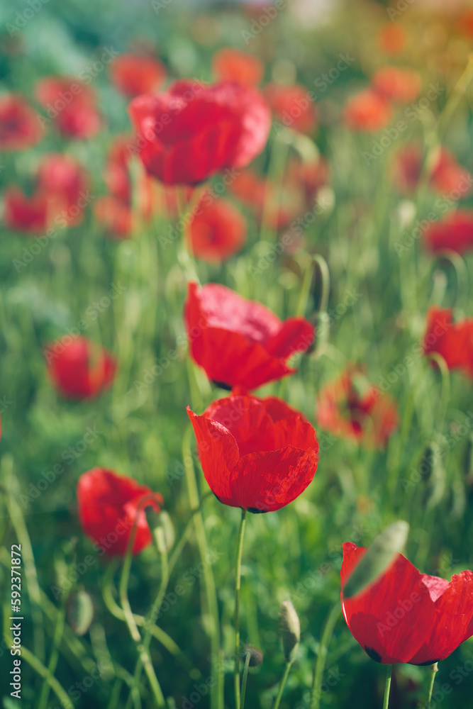 Blooming delicate poppies. The beauty of the earth, bright spring flowers with selective blur, soft focus, vertical frame for smartphone, concept design or postcard about the beauty of nature and life