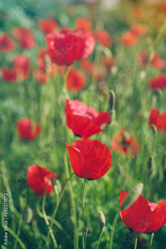 Blooming delicate poppies. The beauty of the earth, bright spring flowers with selective blur, soft focus, vertical frame for smartphone, concept design or postcard about the beauty of nature and life