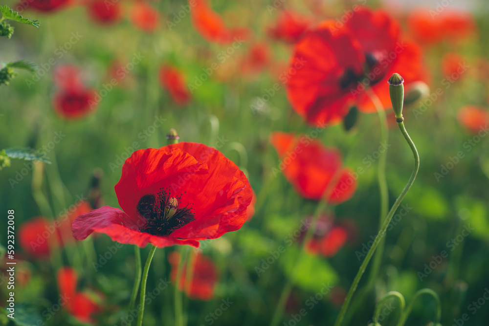 Naklejka premium Red poppies blooming in a clearing, beautiful spring flowers with selective blur, soft focus, red flower design about the beauty of the surrounding world, bright warm spring