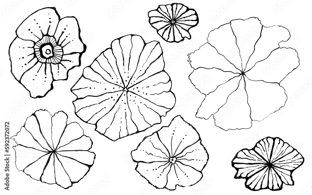 Flowers of different sizes and shapes. Drawn by curved lines with a black outline on a white background.
