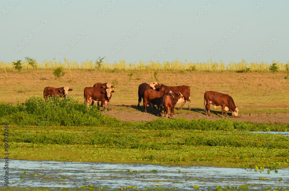 Corrientes Humedales.