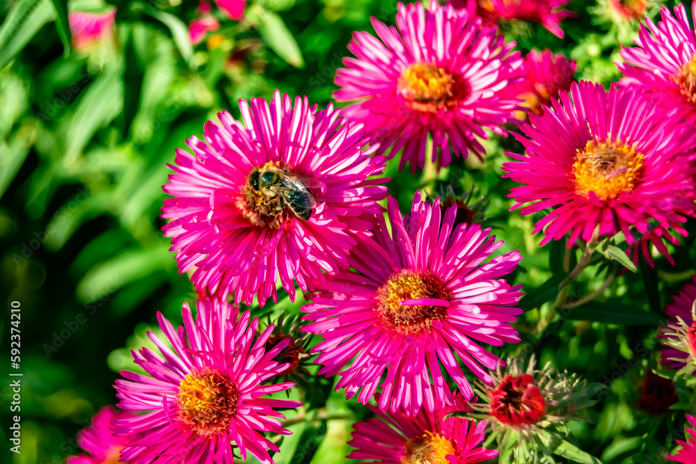 Beautiful wild flower winged bee on background foliage meadow Beautiful wild flower winged bee on background foliage meadow