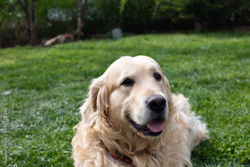 Funny Golden Retriever smiling