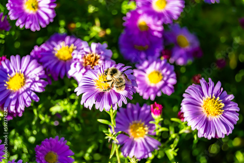 Beautiful wild flower winged bee on background foliage meadow