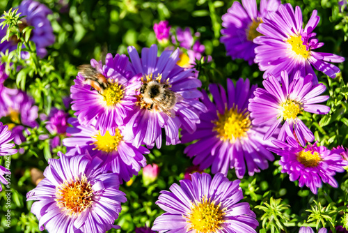 Beautiful wild flower winged bee on background foliage meadow