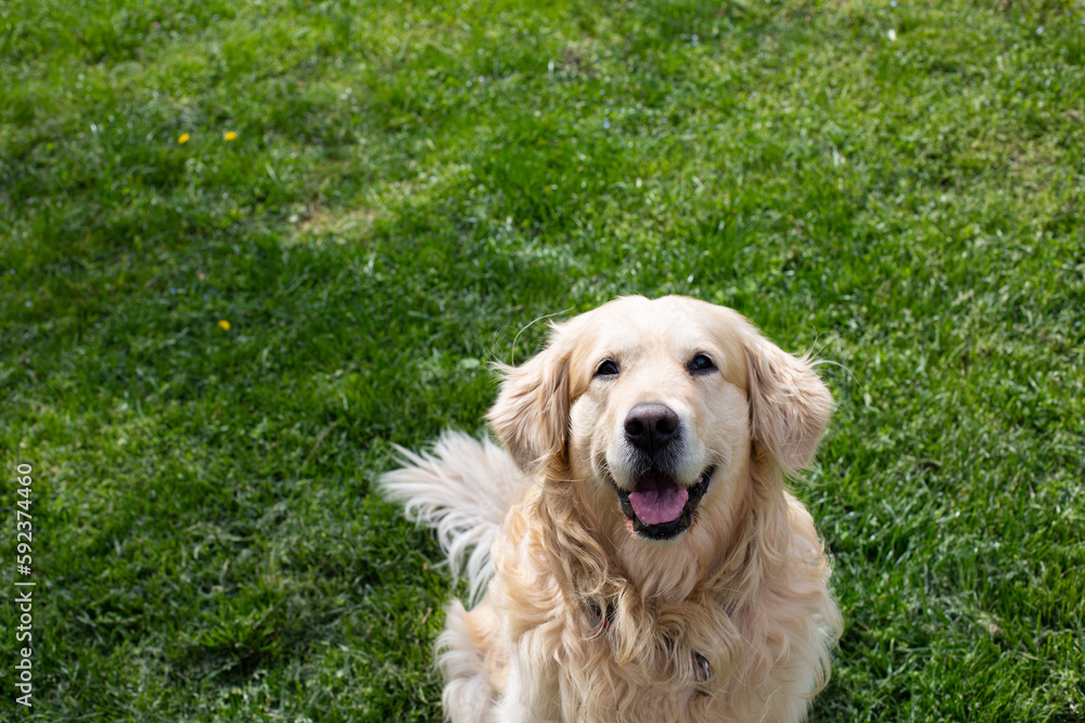 Funny Golden Retriever smiling Funny Golden Retriever smiling