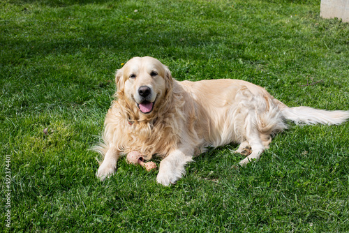 Funny Golden Retriever smiling