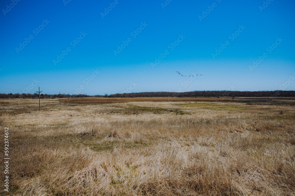 Obraz premium Birds in flight over field