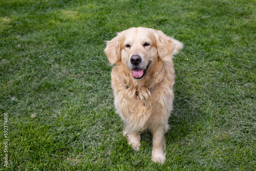 Funny Golden Retriever smiling