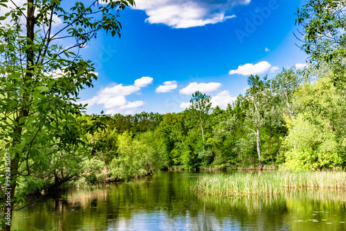 Beautiful grass swamp reed growing on shore reservoir in countryside