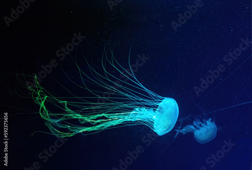 Fuorescent jellyfish swim underwater in aquarium pool with blue neon light. The Atlantic sea nettle chrysaora quinquecirrha in blue water, ocean. Theriology, tourism, diving, undersea life.